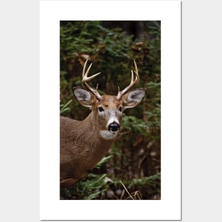 White-tailed deer Posters and Art